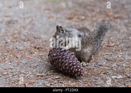 USA, Südwesten, Kalifornien, Kalifornien Erdhörnchen, Citellus Beechey, Yosemite National Park, Stockfoto