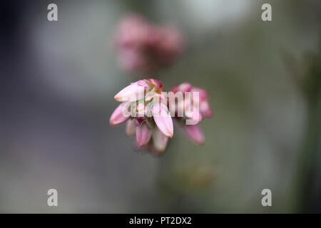 Blueberry bud im Frühjahr Stockfoto