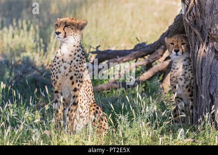 Botswana, Kgalagadi Transfrontier Park, Geparden, Acinonyx Jubatus Stockfoto