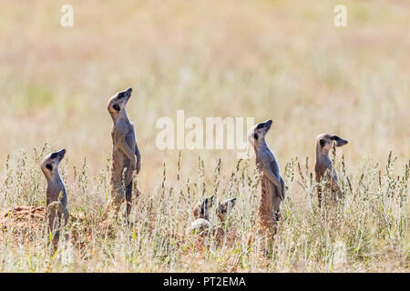 Botswana, Kgalagadi Transfrontier Park, Kalahari, Erdmännchen beobachten, Suchen nach Stockfoto