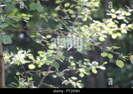 Aspen Baum im Sonnenlicht Stockfoto