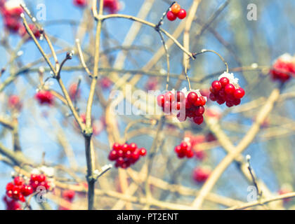 Früchte der gemeinsamen Viburnum im Winter, Viburnum opulus, Adoxaceae, Verarbeitung, Stockfoto