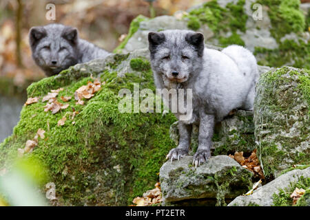 Polarfuchs, Polar Fox, (Alopex lagopus) Stockfoto