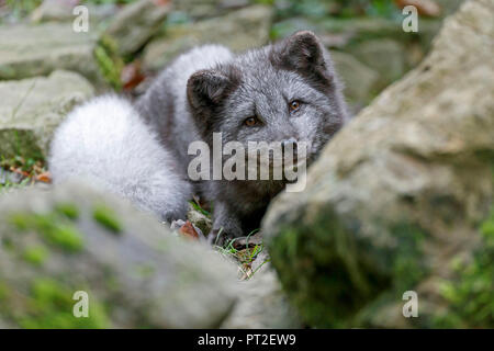 Polarfuchs, Polar Fox, (Alopex lagopus) Stockfoto