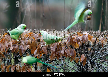 Rose-ringed Parakeet, ring-necked Parakeet (Psittacula krameri), Deutschland, Wildlife Stockfoto