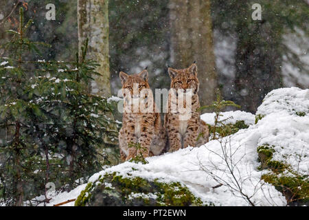 Luchs (Lynx lynx), Europäischer Luchs, Jugendliche im Schnee, Captive, Deutschland Stockfoto