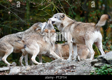 Ost Wolf, Wolf, Algonquin Wolf (Canis lupus lycaon), Captive Stockfoto