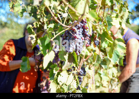 Bauern bei der Arbeit in die Italienischen Weinberge sammeln Trauben für die Erzeugung von Wein Stockfoto