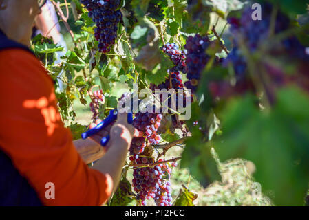 Bauern bei der Arbeit in die Italienischen Weinberge sammeln Trauben für die Erzeugung von Wein Stockfoto