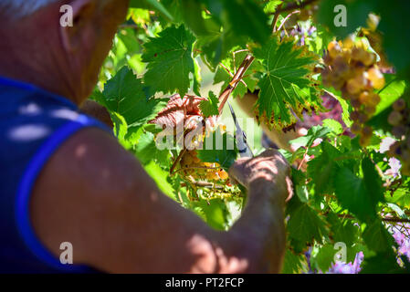 Bauern bei der Arbeit in die Italienischen Weinberge sammeln Trauben für die Erzeugung von Wein Stockfoto