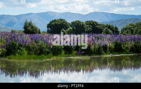 Neuseeland, Lupinen in der Nähe von Lake Tekapo Stockfoto