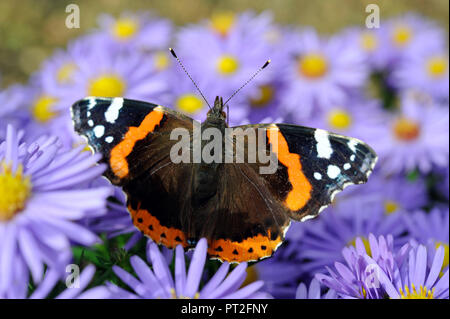 Admiral nibbeln Nektar an den Blüten der Herbst Astern im Garten Stockfoto