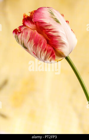 Papagei Tulpen Apricot Parrot, Nahaufnahme, blossom Portrait Stockfoto