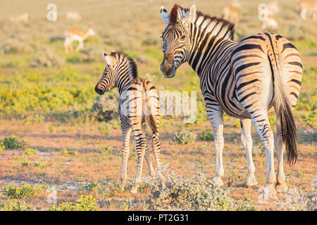 Afrika, Namibia, Etosha National Park, das Burchell's Zebra, Equus quagga burchelli, junge Tier und Mutter Tier Stockfoto