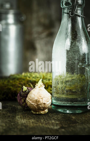 Hyazinthen - Glühbirnen für Einpflanzen bereit Stockfoto