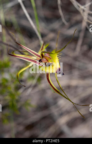 Caladenia falcata, eingesäumt Mantis Orchid Stockfoto