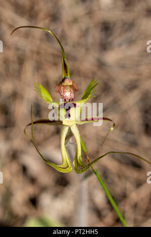 Caladenia falcata, eingesäumt Green Spider Orchid Stockfoto