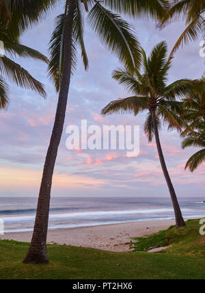 Palmen am Strand Grande Anse, La Réunion, Frankreich Stockfoto