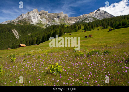 Österreich, Tirol, bergwiesen am Arlberg Stockfoto