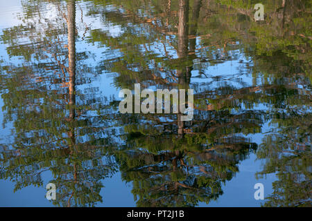 Trees reflecting in the lake Stockfoto