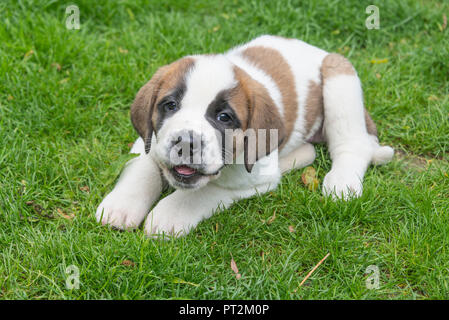 Schweiz, Kanton Wallis, Rhonetal, Bezirk Martigny, Fondation Barry, Saint Bernard, Hunde, Zucht, Welpen liegen auf einer Wiese Stockfoto