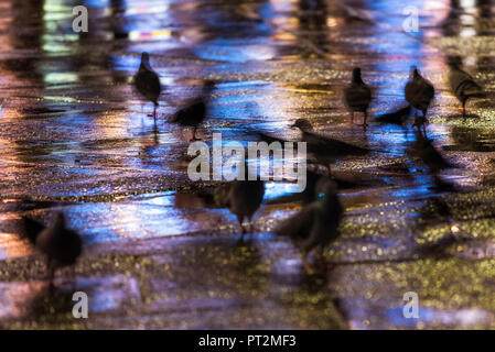Tauben in St, Markusplatz, Venedig, Venetien, Italien Stockfoto