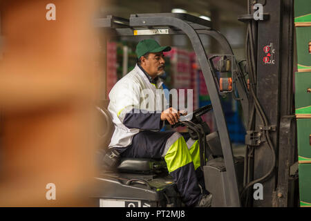 Arbeiter in Gabelstapler Stockfoto