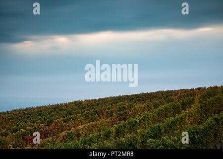 Weinberg in der Langhe, Provinz Cuneo, Piemont, Italien, Europa Stockfoto