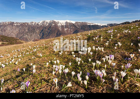 Frühling Blüten der Krokusse auf Cima Val Tosella, Monte Grappa, Voralpen von Belluno, Seren del Grappa, Provinz Belluno, Venetien, Italien, Stockfoto