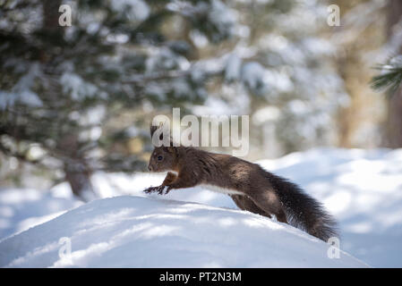 Wilde Eichhörnchen im Wald, Val Roseg, Pontresina, Kanton Graubünden, Schweiz, Europa Stockfoto
