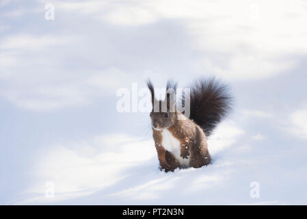Wilde Eichhörnchen in den Schnee, Val Roseg, Pontresina, Kanton Graubünden, Schweiz, Europa Stockfoto