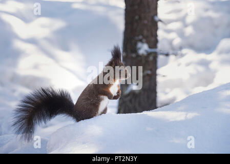 Wilde Eichhörnchen im Wald, Val Roseg, Pontresina, Kanton Graubünden, Schweiz, Europa Stockfoto