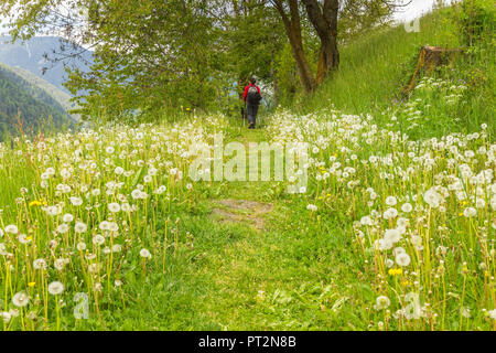 Wanderer Spaziergänge auf dem Weg von Santa Magdalena mit Löwenzahn blühen, Villnösser Tal, Südtirol, Trentino Alto Adige, Provinz Bozen, Italien, Europa Stockfoto