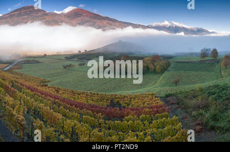 Weinberge in nebligen Tag im Herbst, Aymavilles, Aostatal, Italien, Stockfoto