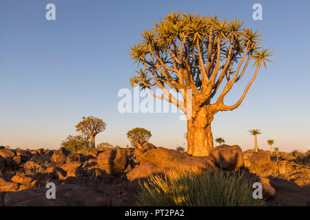 Afrika, Namibia, Keetmanshoop, Köcherbaum Wald im Abendlicht Stockfoto