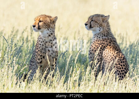 Botswana, Kgalagadi Transfrontier Park, Geparden, Acinonyx Jubatus Stockfoto