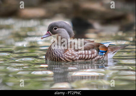 Schwimmen weiblichen Mandarinente Stockfoto