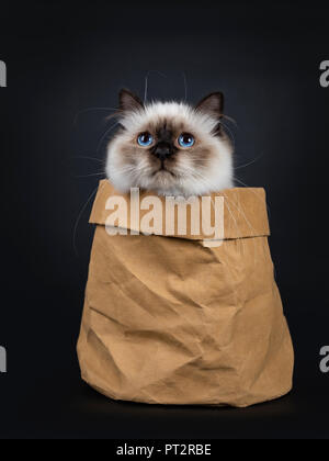 Adorable ausgezeichnete Seal Point Heilige Birma Katze Kätzchen in braunem Papier zurück, nach oben suchen, auf schwarzem Hintergrund Stockfoto