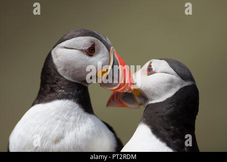 England, Wales, zwei Atlantischen Papageientaucher Stockfoto