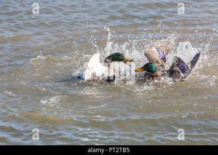 Männliche Stockenten Kampf für weibliche in Vancouver BC Kanada. Stockfoto