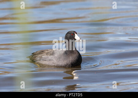 Gemeinsame blässhuhn Vogel in Vancouver BC Kanada. Stockfoto