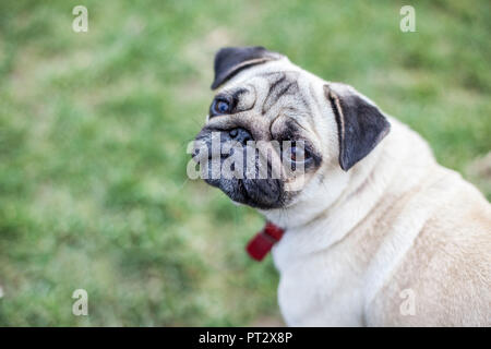 Ein Mops sitzend in einer Wiese und schauen in die Kamera Stockfoto