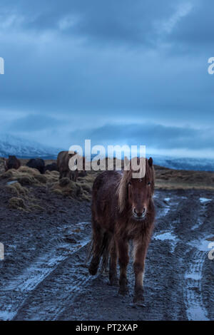 Islandpferde, auf Island im Regen fotografiert. Stockfoto