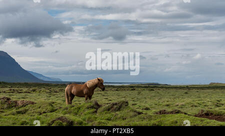 Isländer, auf Island im Sommer fotografiert. Stockfoto