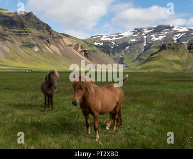 Islandpferde, auf Island im Sommer fotografiert. Stockfoto