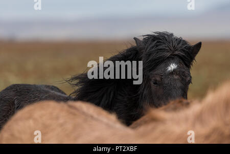 Islandpferde, auf Island im Herbst fotografiert. Stockfoto