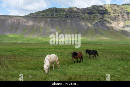 Islandpferde, auf Island im Sommer fotografiert. Stockfoto