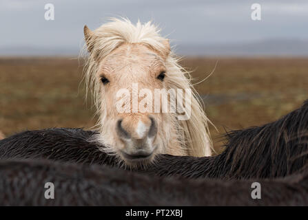 Islandpferde, auf Island im Herbst fotografiert. Stockfoto