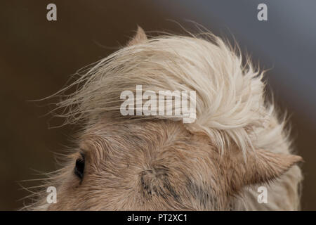 Helle Islandpferd, auf Island fotografiert, close-up Stockfoto