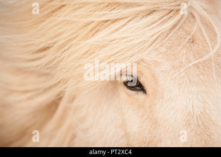 Helle Islandpferd, auf Island fotografiert. Close-up. Stockfoto